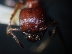 Veromessor chicoensis