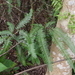 Dichotomy Forked Fern - Photo (c) Sunnetchan, some rights reserved (CC BY-NC-SA), uploaded by Sunnetchan