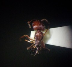 Veromessor chicoensis