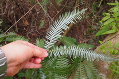 Dicranopteris pedata