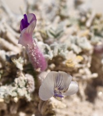 Astragalus phoenix