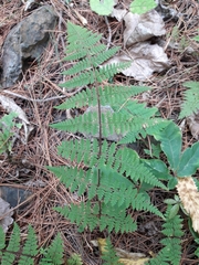 Hypolepis rufobarbata