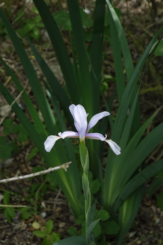 Iris pseudonotha