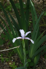 Iris pseudonotha, photograph (c) Oleg Kosterin, some rights reserved (CC BY)