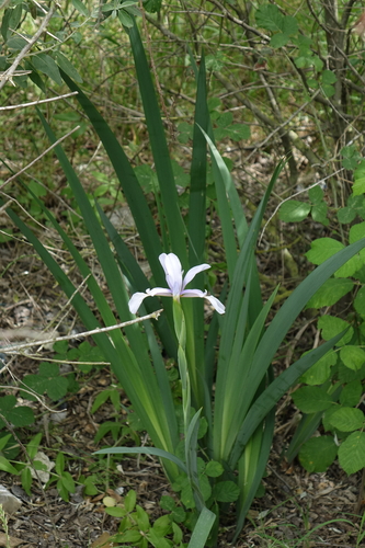 Iris pseudonotha, photograph 2