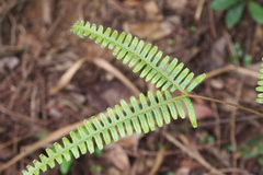 Dicranopteris pedata