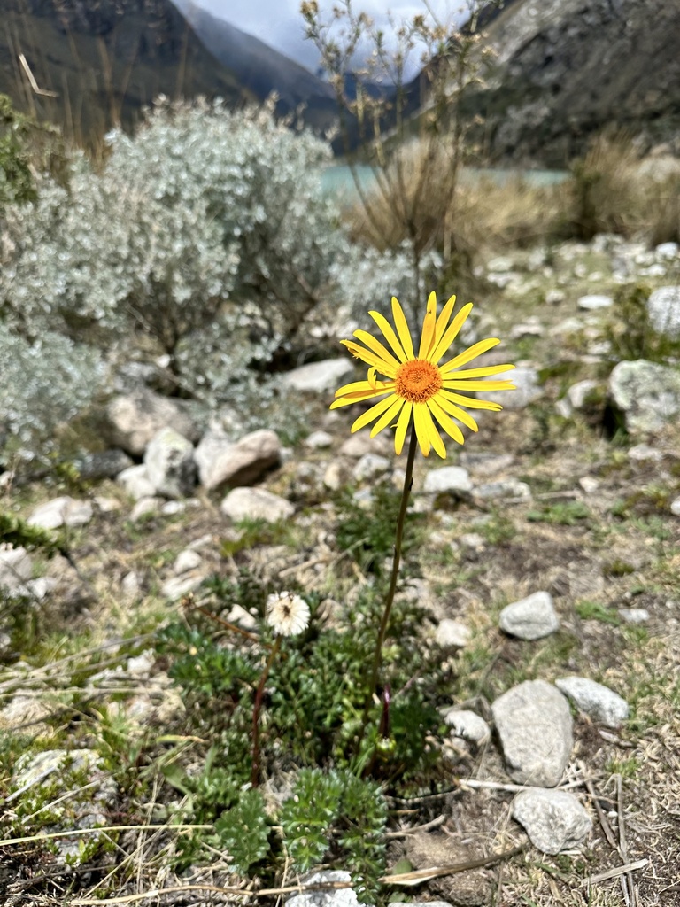 Dorobaea laciniata