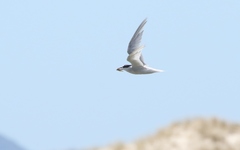 Sternula nereis davisae