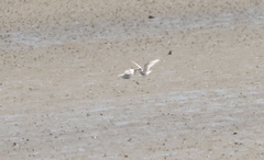 Sternula nereis davisae