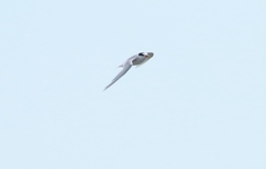 Sternula nereis davisae