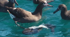 Apristurus brunneus