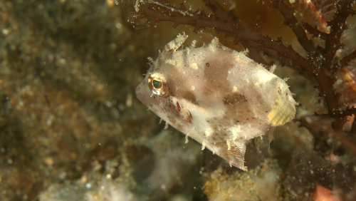 Pig-faced leather jacket (Paramonacanthus choirocephalus) — Monacanthidae
