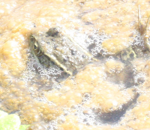 Rana draytonii