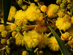 Acacia retinodes