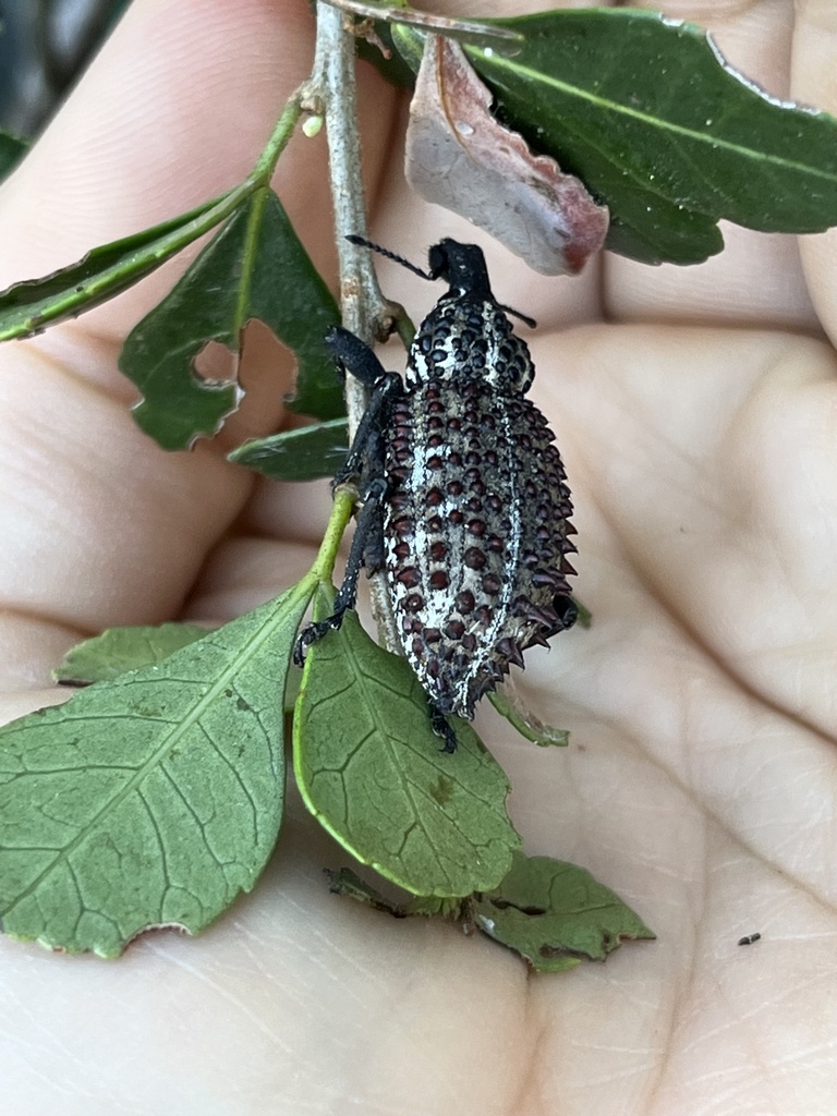 Ruby-ridge Donkeyface Weevil