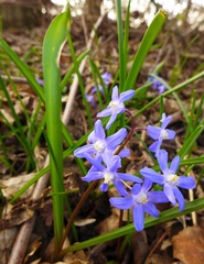 Scilla