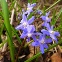 Scilla