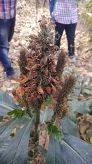 Phlogacanthus thyrsiformis