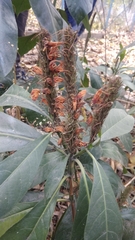 Phlogacanthus thyrsiformis