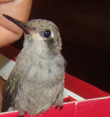 Cynanthus latirostris