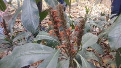 Phlogacanthus thyrsiformis