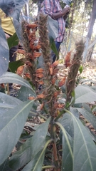 Phlogacanthus thyrsiformis