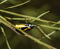 Commius elegans