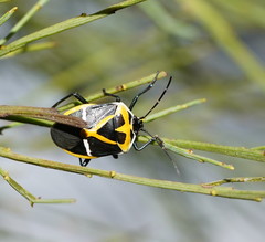 Commius elegans