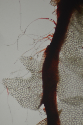 Image of Heterogemma laxa by no rights reserved