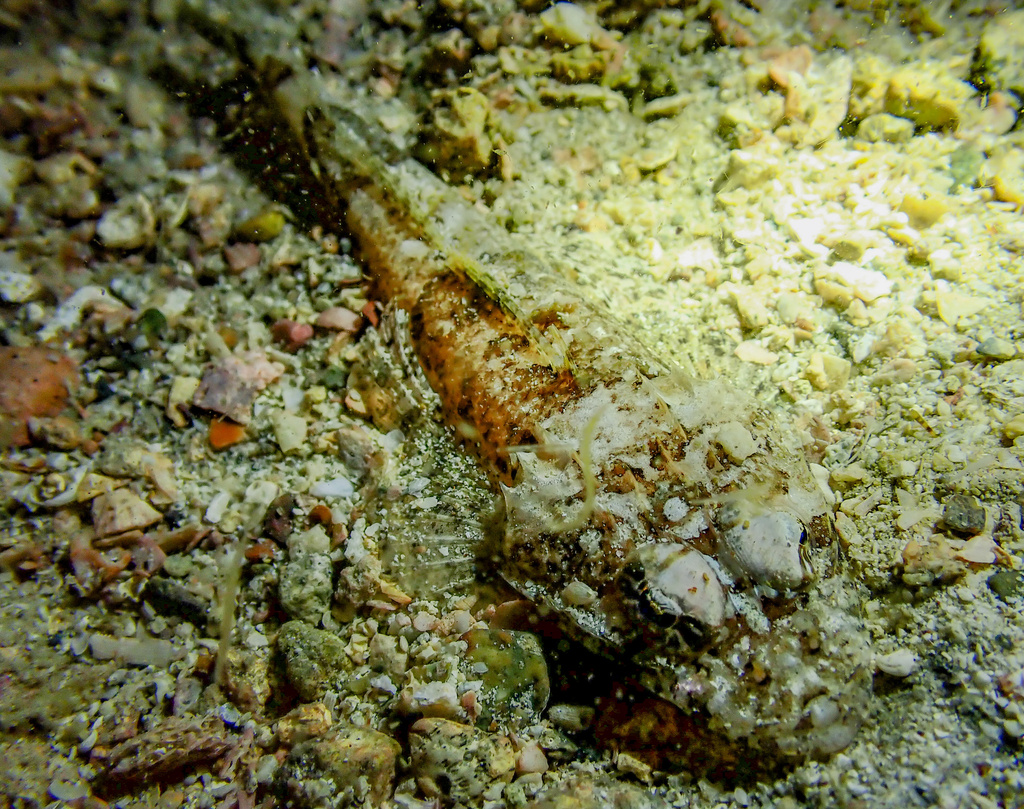 Celebes flathead (Thysanophrys celebica) — Platycephalidae