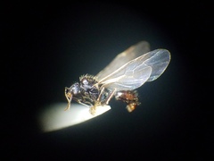 Veromessor chicoensis