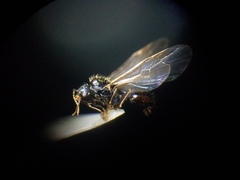 Veromessor chicoensis