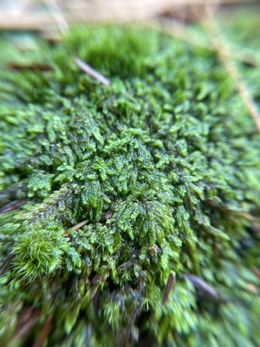 Image of Brotherella recurvans by (c) Brandon Corder, some rights reserved (CC BY)