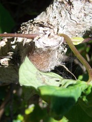 Socca pustulosa