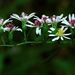 Calico Aster - Photo (c) Michael J. Papay, some rights reserved (CC BY), uploaded by Michael J. Papay