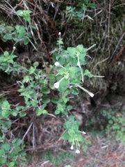 Epilobium pubens