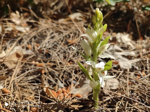 Cephalanthera epipactoides (Cephalanthera epipactoides)