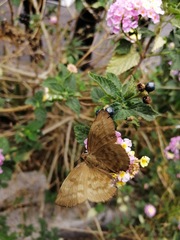 Achlyodes pallida