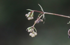 Galium divaricatum