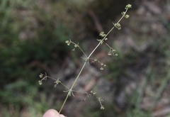 Galium divaricatum