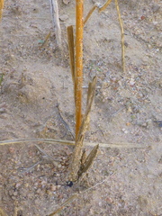 Chlorophytum rigidum