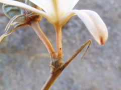 Chlorophytum rigidum