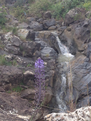 Scilla hyacinthoides