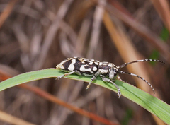 Pterolophia luctuosa