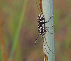 Pterolophia luctuosa