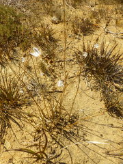 Chlorophytum rigidum