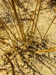 Chlorophytum rigidum