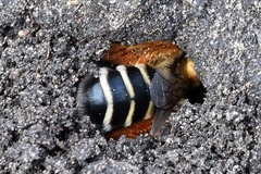 Dasypoda
