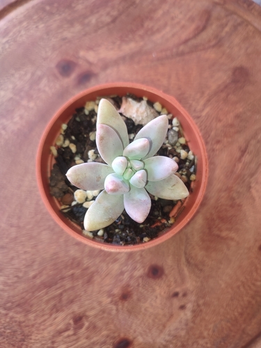 Pachyphytum machucae