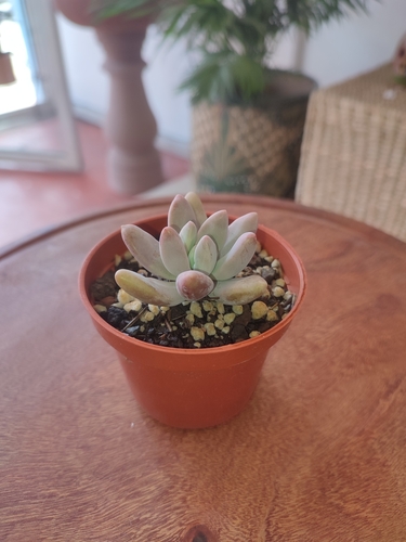 Pachyphytum machucae 2